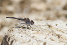 Selysiothemis nigra